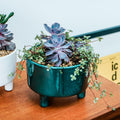 Pisa Emerald Glaze Ceramic Planter
